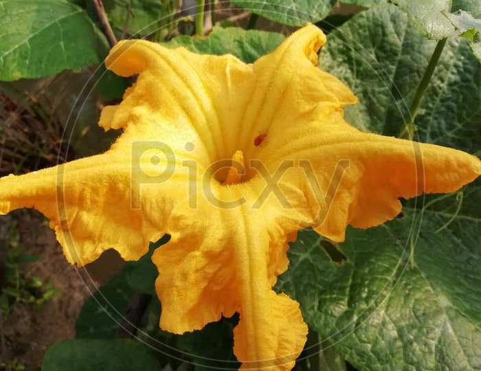 The flower of the gourd tree