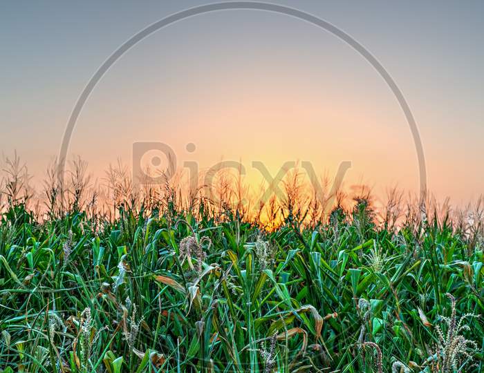 Close Up Image Of Beautiful Sunset Behind The Green Fields In A
