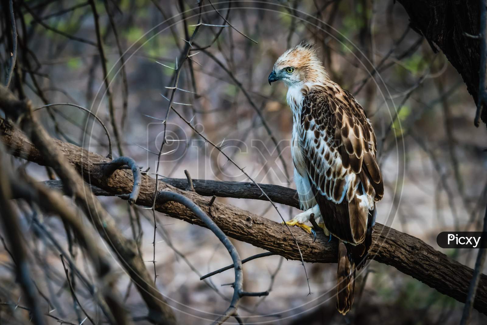Juv Crested Hawk Eagle Perched