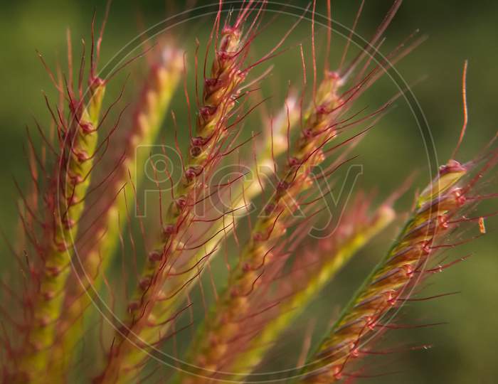 Chloris is a widespread genus of plants in the grass family, known generally as windmill grass or finger grass.