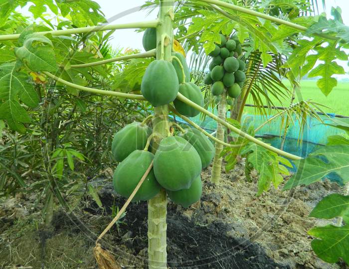 Papaya Tree with Green Papaya