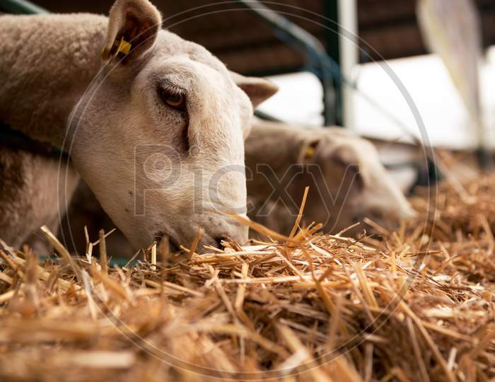 A Head Of Sheep Eating Hay On An Animal Farm With Other Sheep.