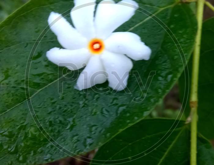 Shiuli flower on the leaf.2020
