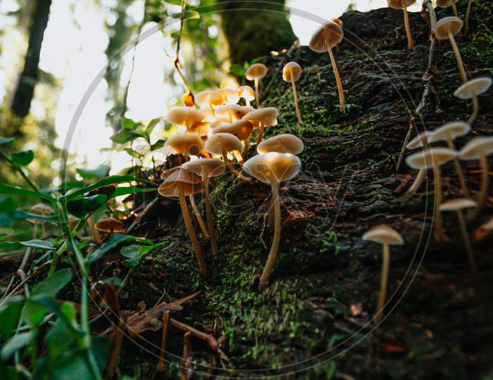 Bunch Of Mushrooms In The Forest With Bright Lights During An Autumnal Day