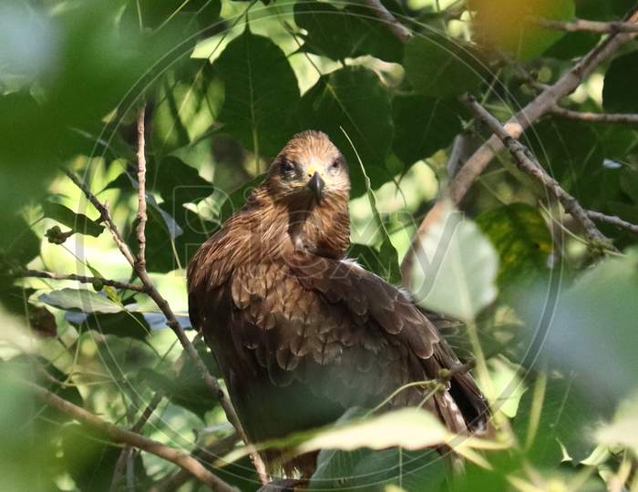 Brown Colored Black Kite Deep In The Tree