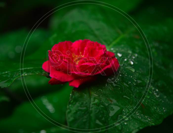 Beautiful Red Rose In Romantic Background .
