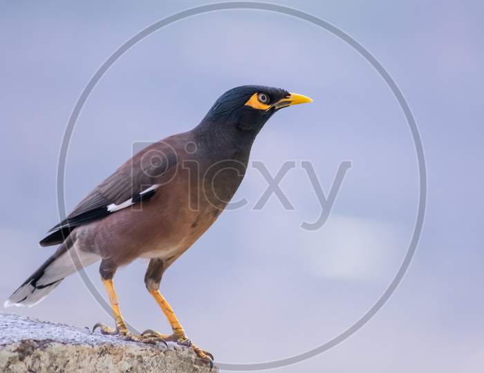 Common Myna Spotted In Pune