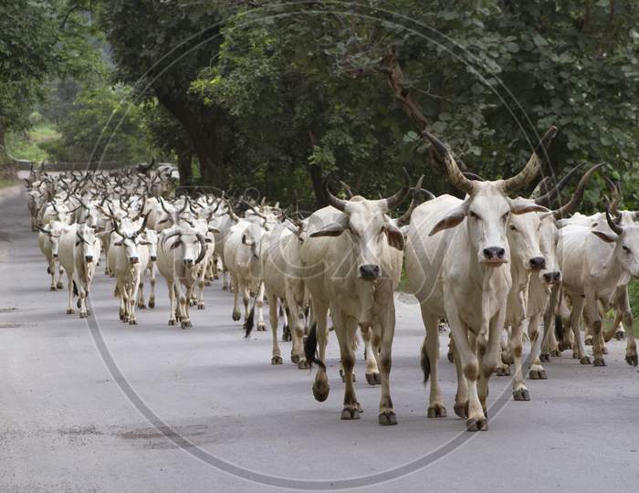 Herd Of Indian Cows