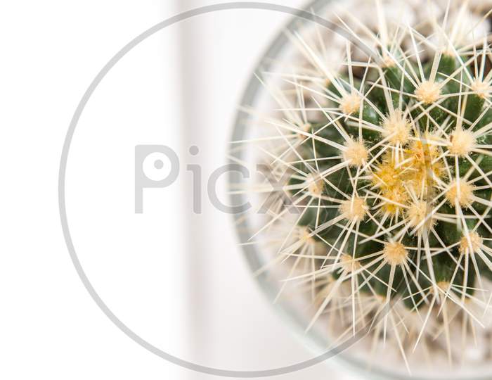 Top View Of A Cactus Plant With White Spines. The Small Cactus Is In A Glass Jar Decorated With White Small Stones.
