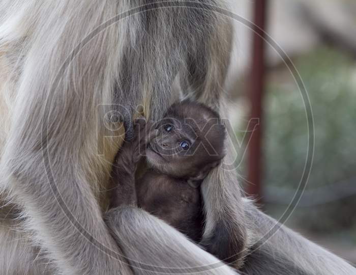 Breastfeeding Monkey