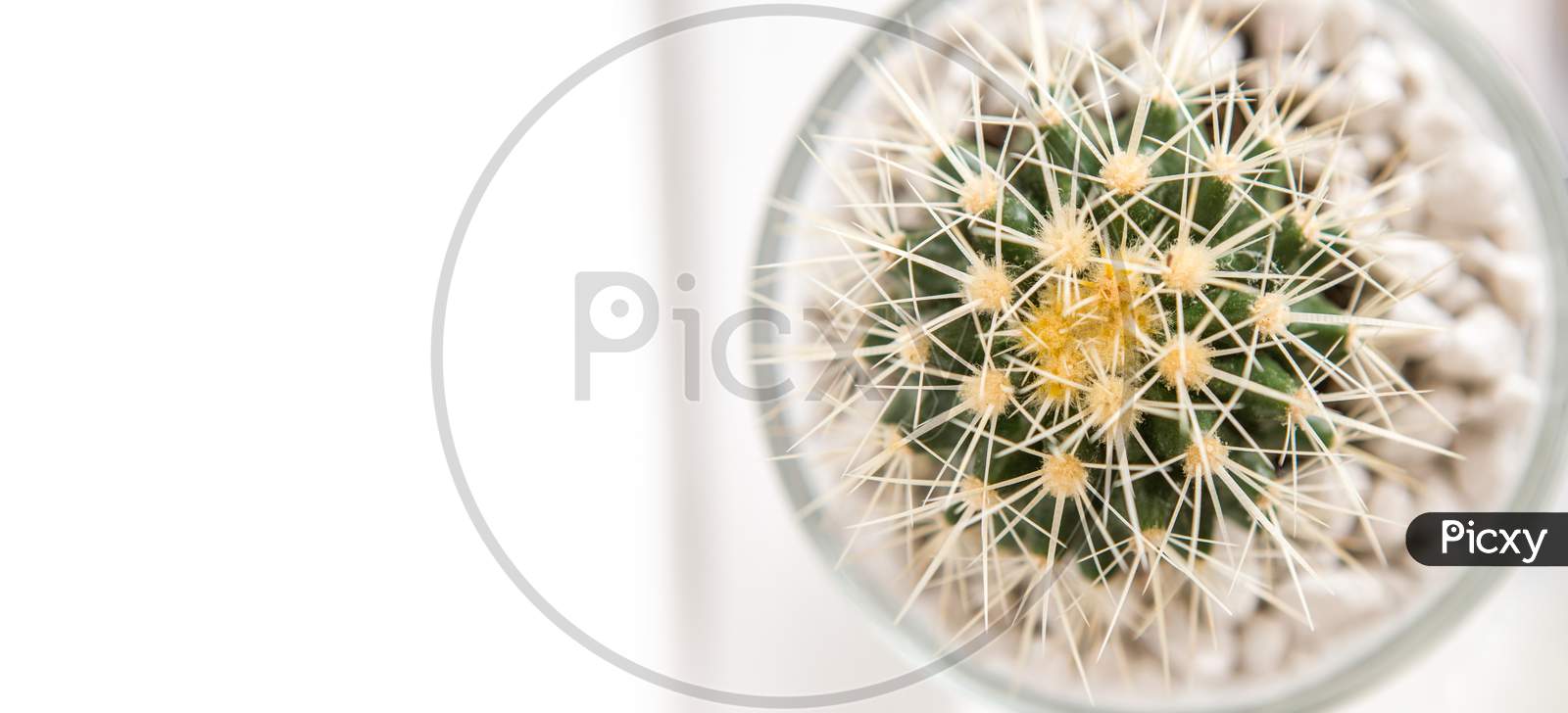 Image Of Top View Of A Cactus Plant With White Spines The Small Cactus Is In A Glass Jar Decorated With White Small Stones Yw329827 Picxy