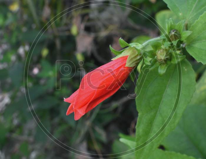 Beautiful Red Flower on Stem