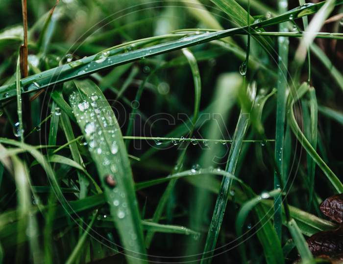 Super Close Up Of Some Green Plants In The Forest With Rain Drops Over It, Background With Copy Space