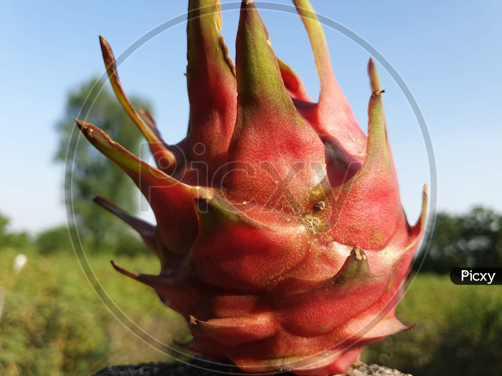 This is the dragon fruit