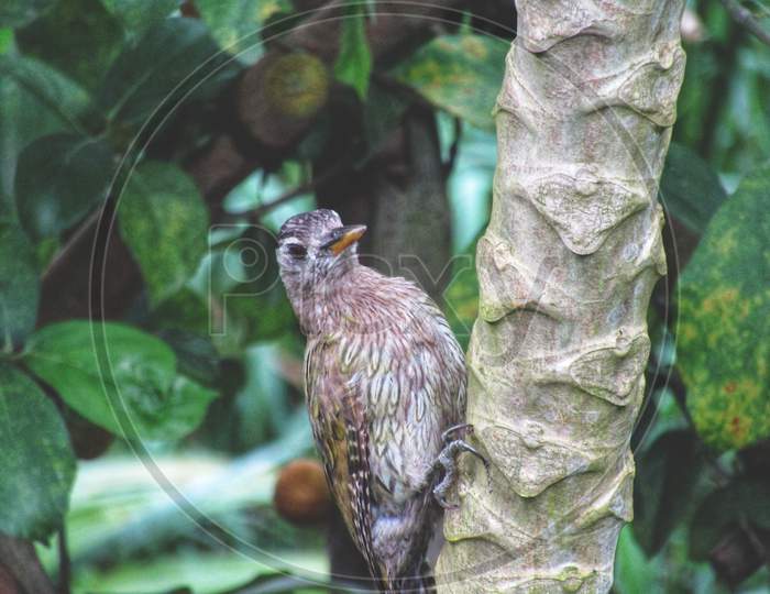 BIRD SETTING ON A TREE