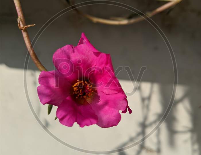 Portulaca pink flower
