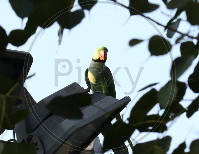 Pretty Green Colored Parrot Inside The Tree