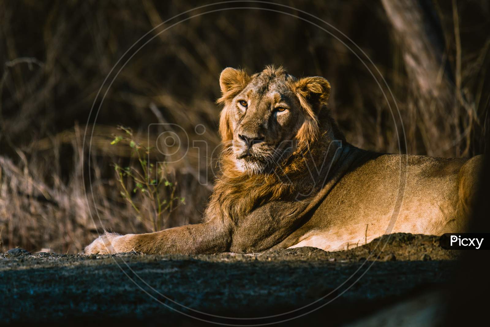 The Pride Of Gir, Asiatic Lion Resting