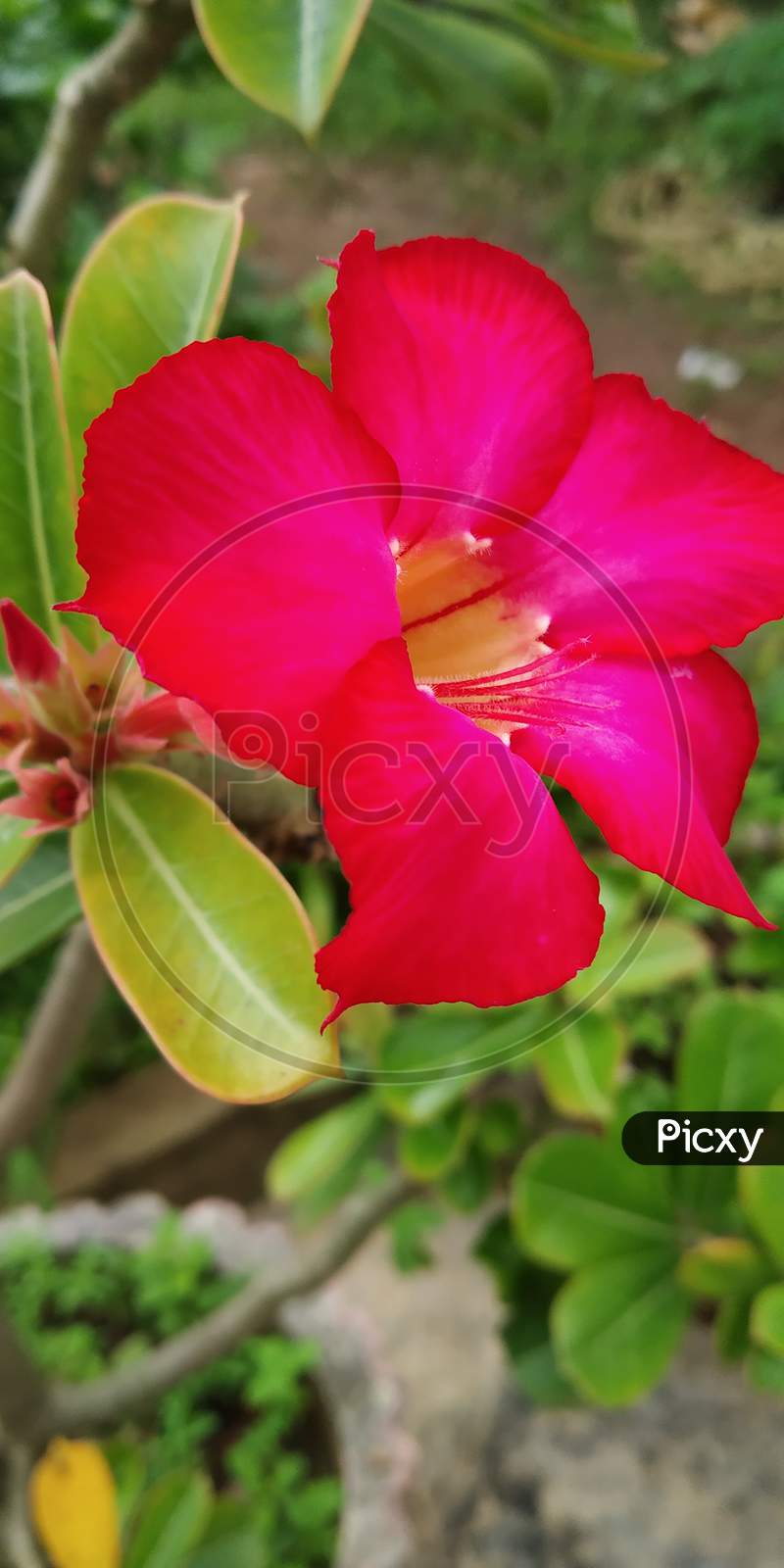 Adenium flower