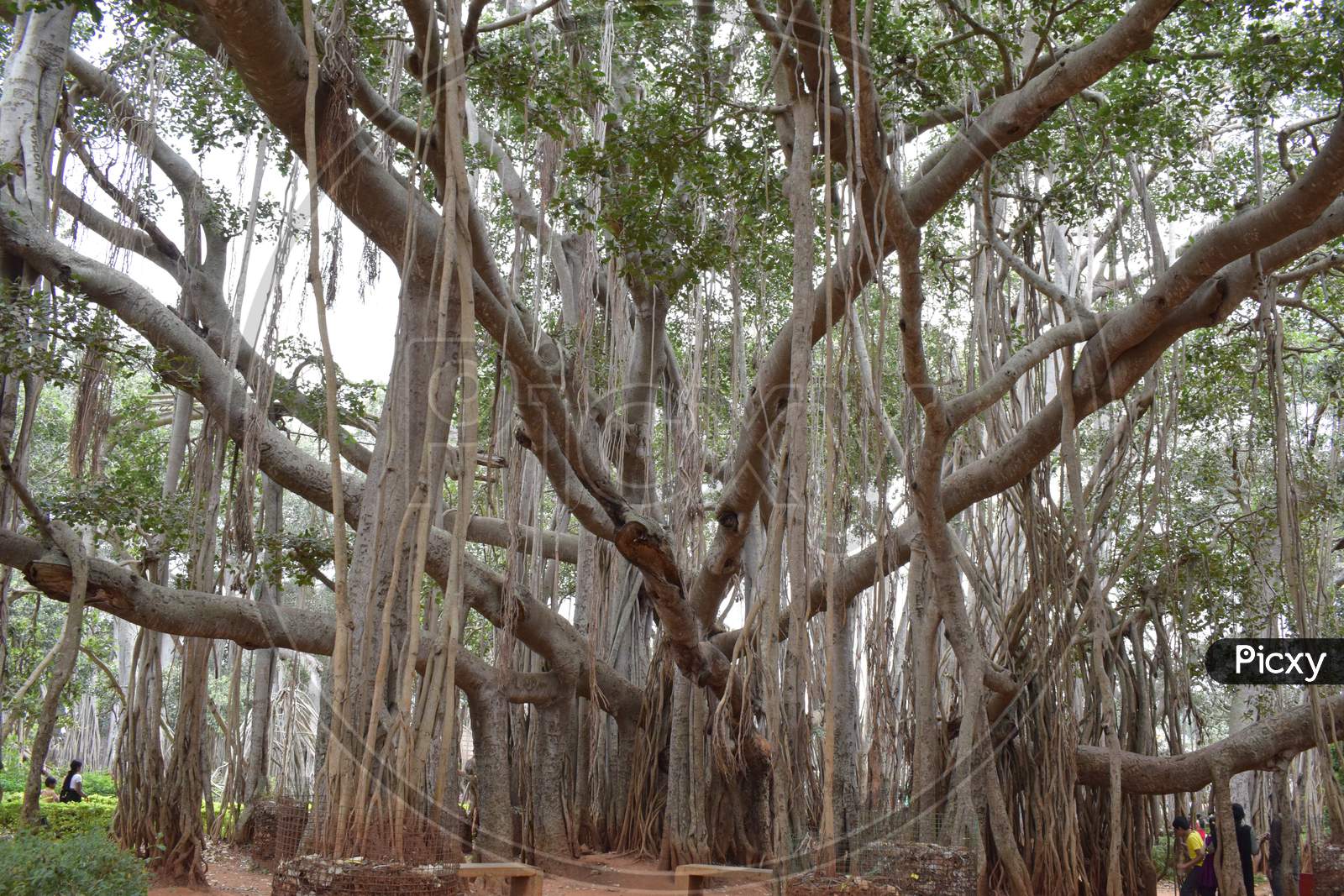 A large Big banyan tree structure