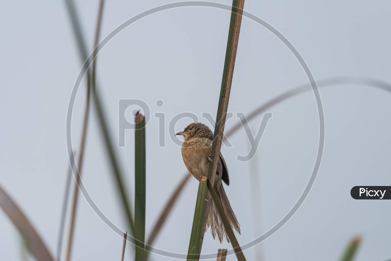 Striated Babbler Perched On Grass Blade