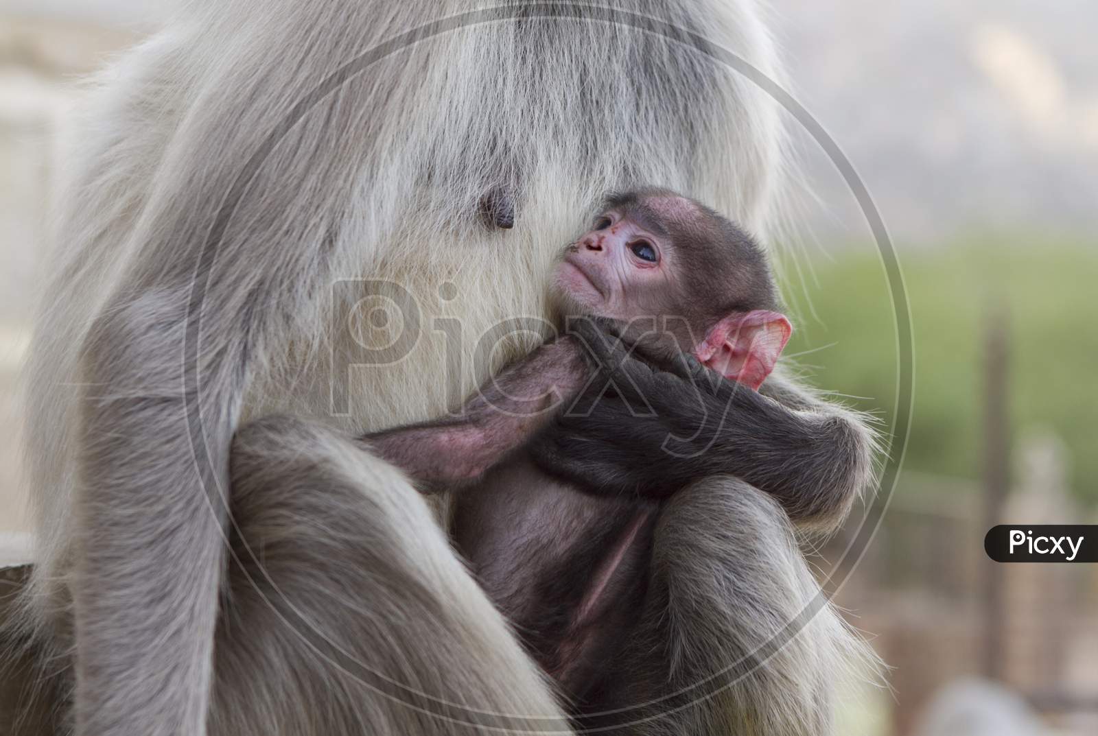 Breastfeeding Monkey