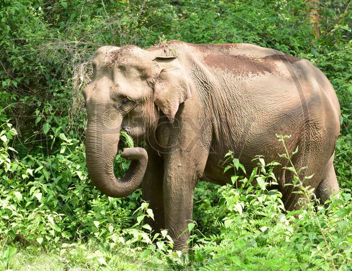 Elephant in the Nagarahole forest eating food