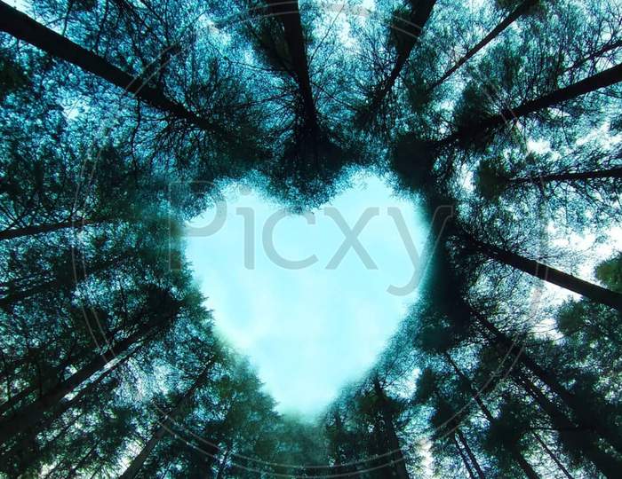 Love sign made by bunch of trees
