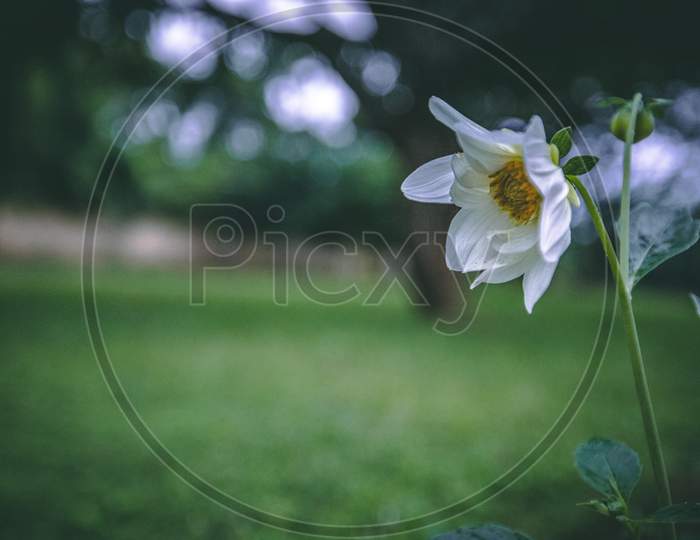 Garden Flower White