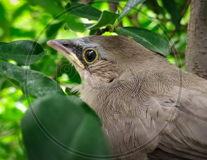 Bird close-up