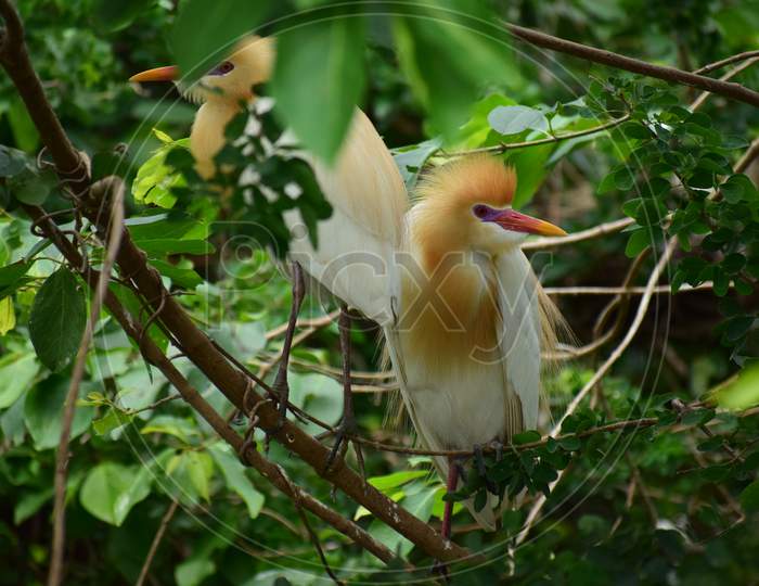 Beautiful baby egret in the nest in Ranganathittu, Shrirangapattana, Karnataka
