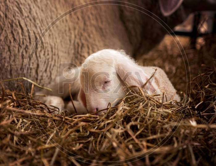 Beautiful White Sheep'S Cub Lies Next To Mother Sheep In The Stables.