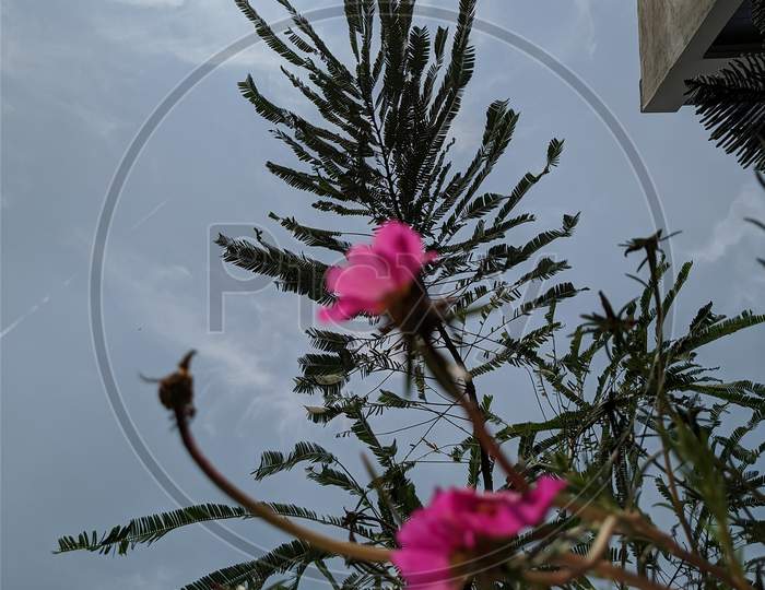 Portulaca pink flower