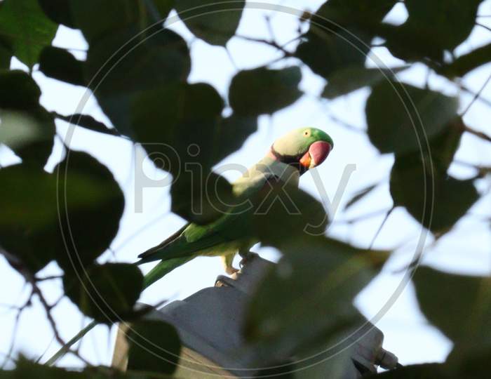 Pretty Green Colored Parrot Inside The Tree