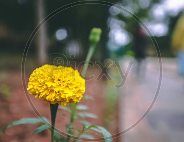 Yellow Flower Marigold