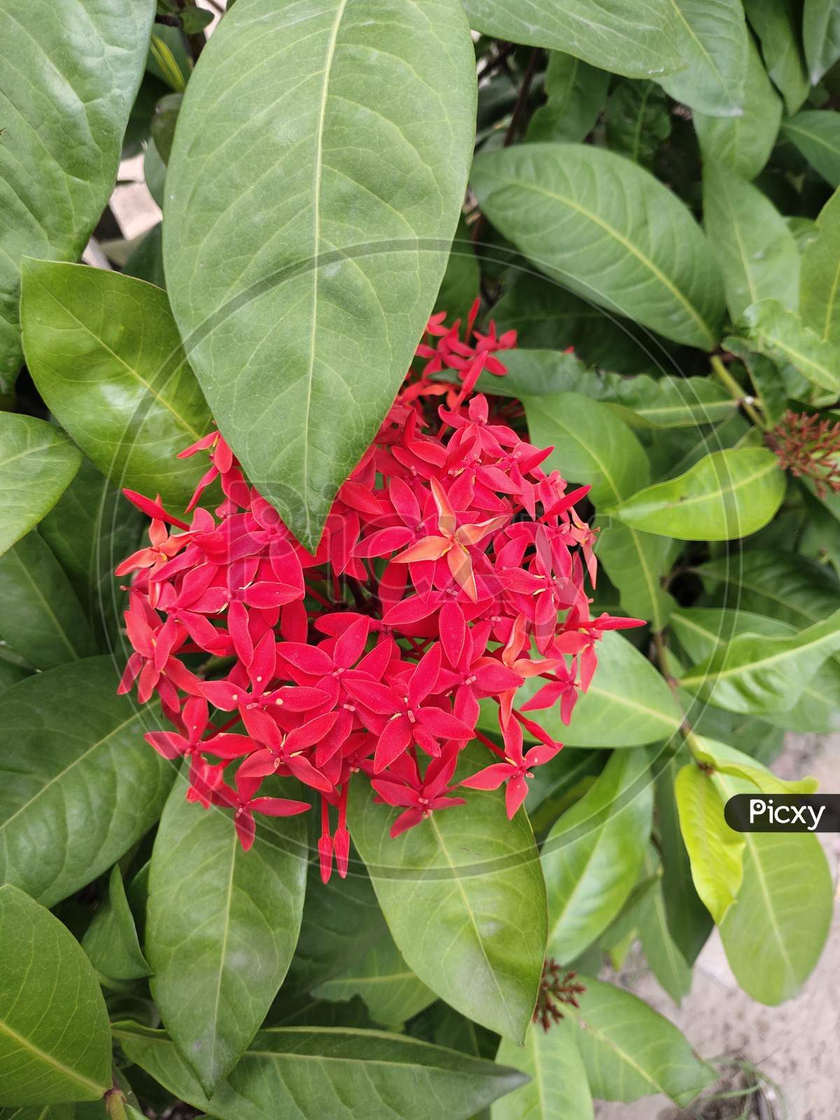Red Chinese Ixora Flower Image