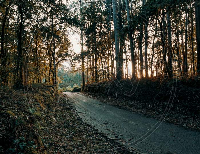 Road In The Middle Of The Forest During An Autumnal Rainy Day With Sun Beams