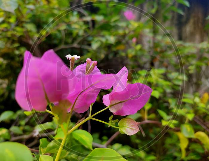 Pink Bougainville flower October 08 2020
