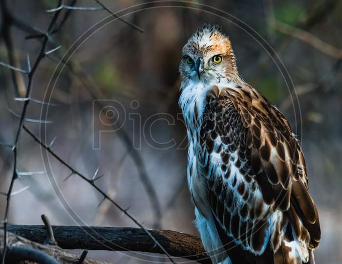 Juvenile Crested Hawk Eagle Perched And Watching