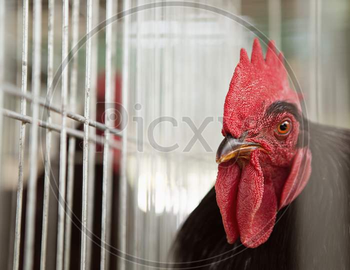 The Jersey Giants Rooster In A Cage In The Exhibit.