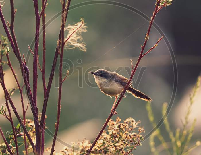 A small brown tiny bird sitting on the branches of the plant