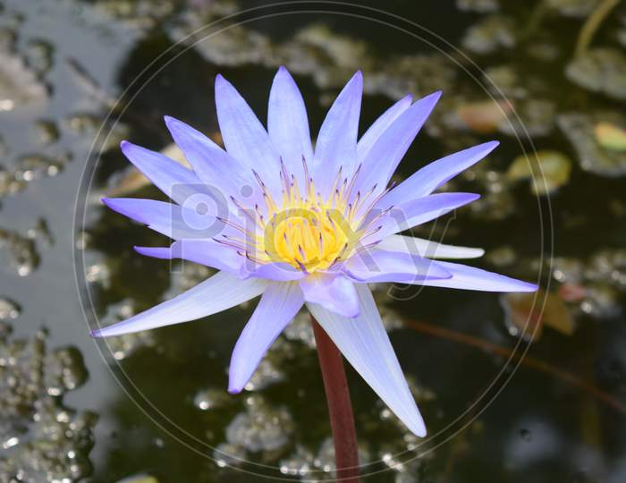 Beautiful waterlily in the pond