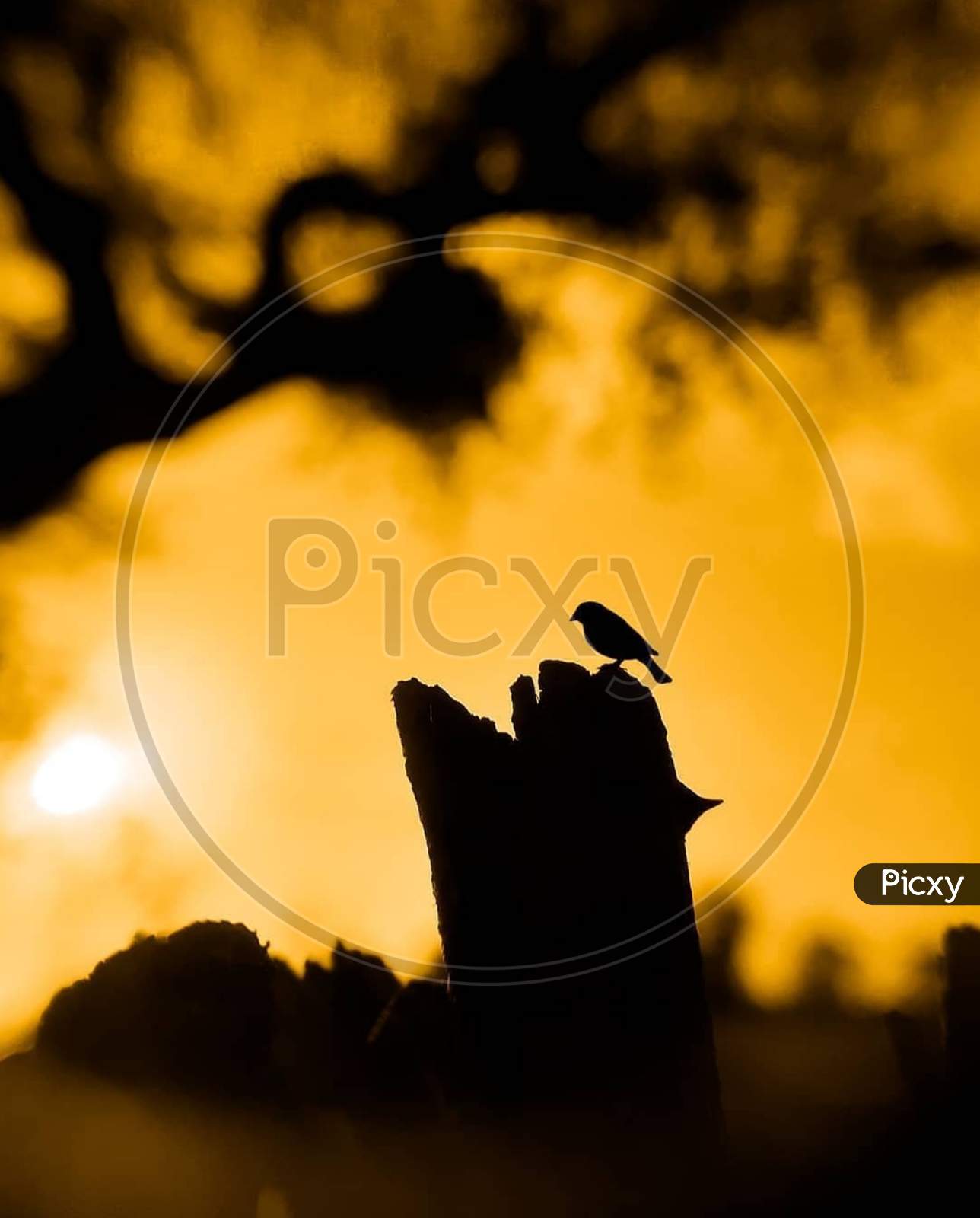 Sunset view of a small bird