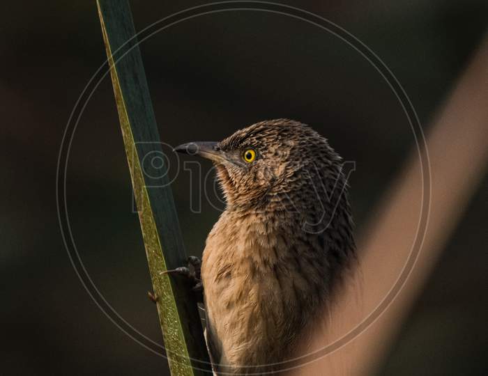 Striated Babbler Perched