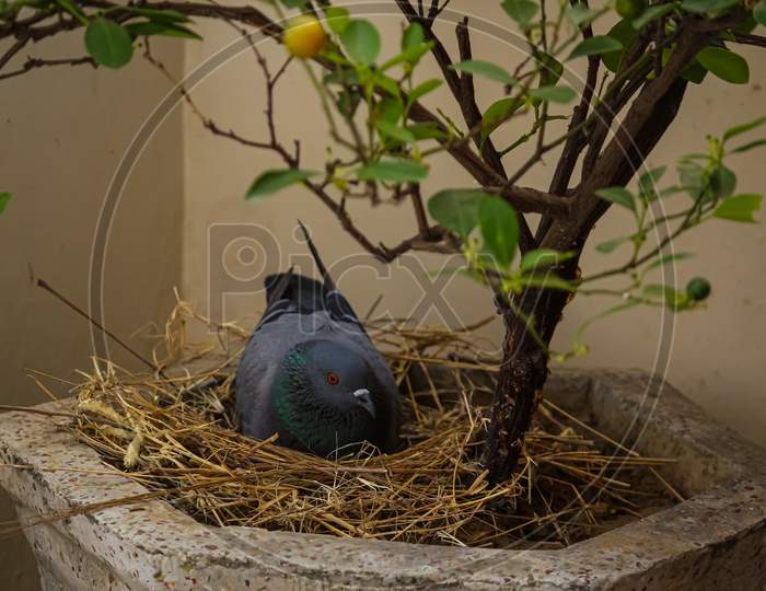 pigeon in the nest under the tree