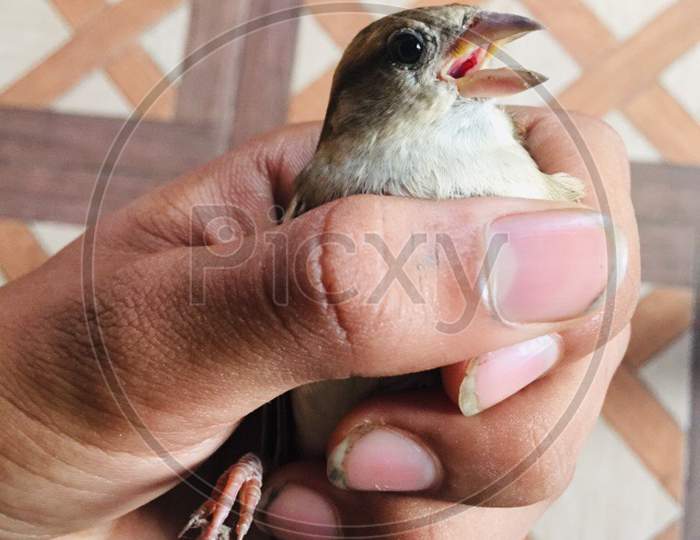 a cute lady bird on my hand