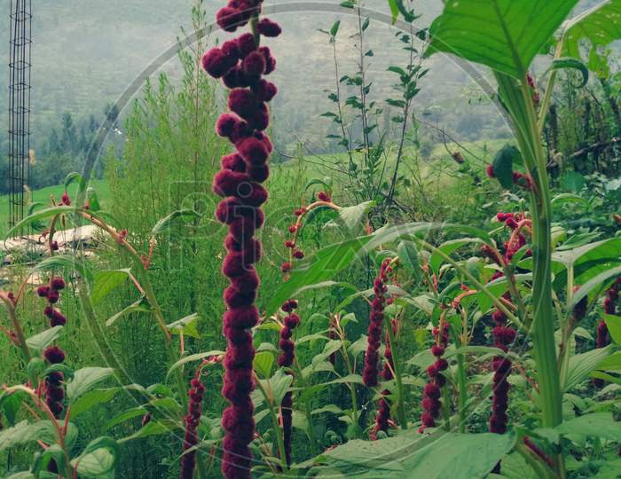 Pic of Red chained weed plant looks like cotton buds.