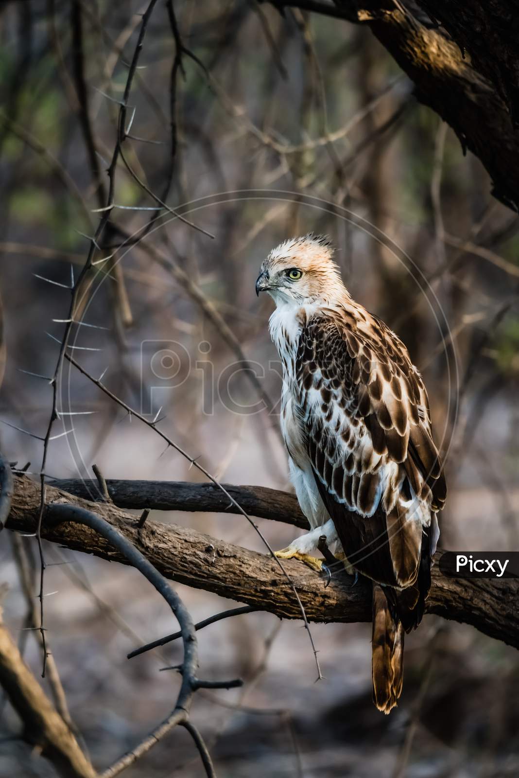 Juvenile Crested Hawk Eagle Perched