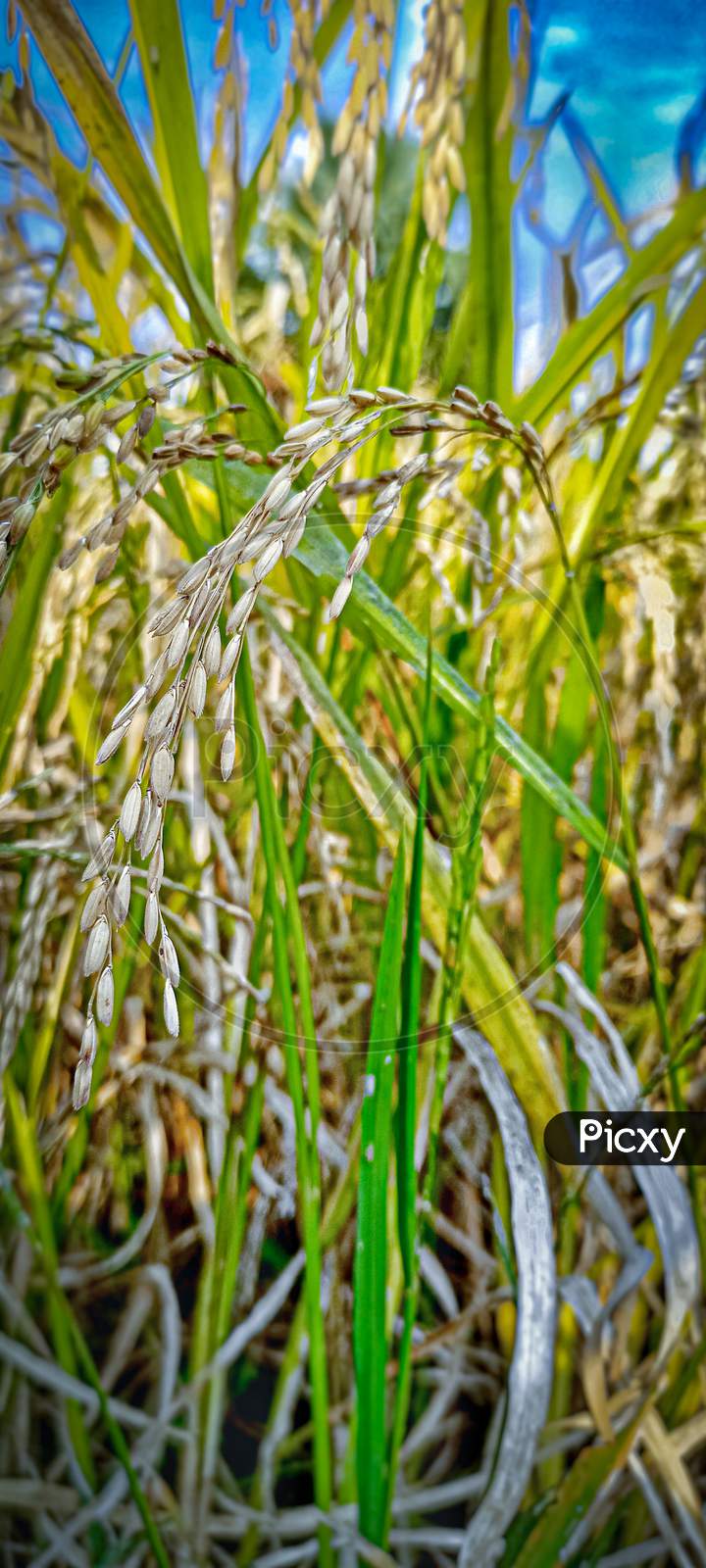 Rice plant . Nature green.  Greenery.