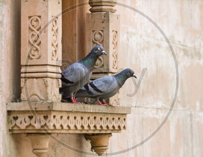 Two Grey Pigeons
